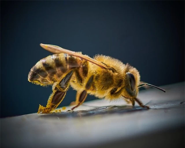 Kinh ngạc trước loài ong kền kền thích xác thối nhưng vẫn tạo ra mật ngọt - Ảnh 1.