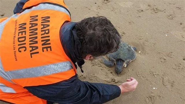 Rùa biển quý hiếm nhất thế giới dạt vào bãi biển xứ Wales sau cơn bão Arwen - Ảnh 1.