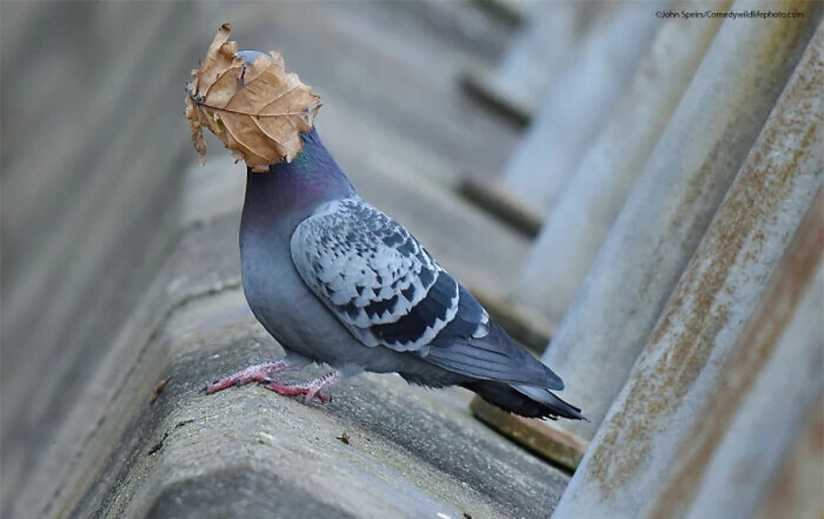 Khoảnh khắc hài hước khi một chú chim bồ câu chuẩn bị cất cánh thì bị một chiếc lá bay thẳng vào mặt đã được nhiếp ảnh gia John Speirs ghi lại.
