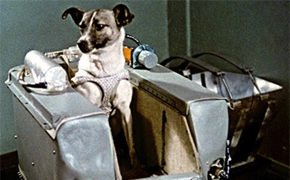 Laika - chú chó đầu tiên bay vào vũ trụ: Cái kết “đã định trước” và hành trình lịch sử dài 103 phút khiến thế giới quặn đau mỗi khi nhớ lại - Ảnh 2.