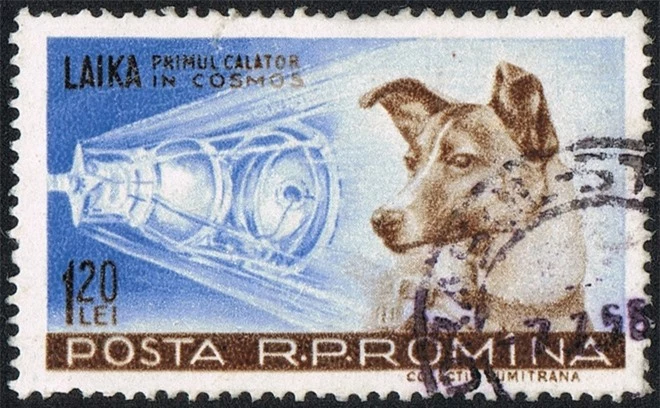Laika - chú chó đầu tiên bay vào vũ trụ: Cái kết “đã định trước” và hành trình lịch sử dài 103 phút khiến thế giới quặn đau mỗi khi nhớ lại - Ảnh 4.