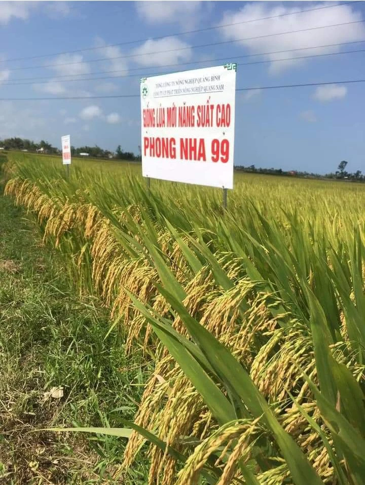 Giống lúa Phong Nha 99 đang trong quá trình khảo nghiệm, thử nghiệm nhưng vẫn được phòng Nông nghiệp và phát triển nông thôn huyện Bố Trạch hỗ trợ với giá 4000 đồng/1kg