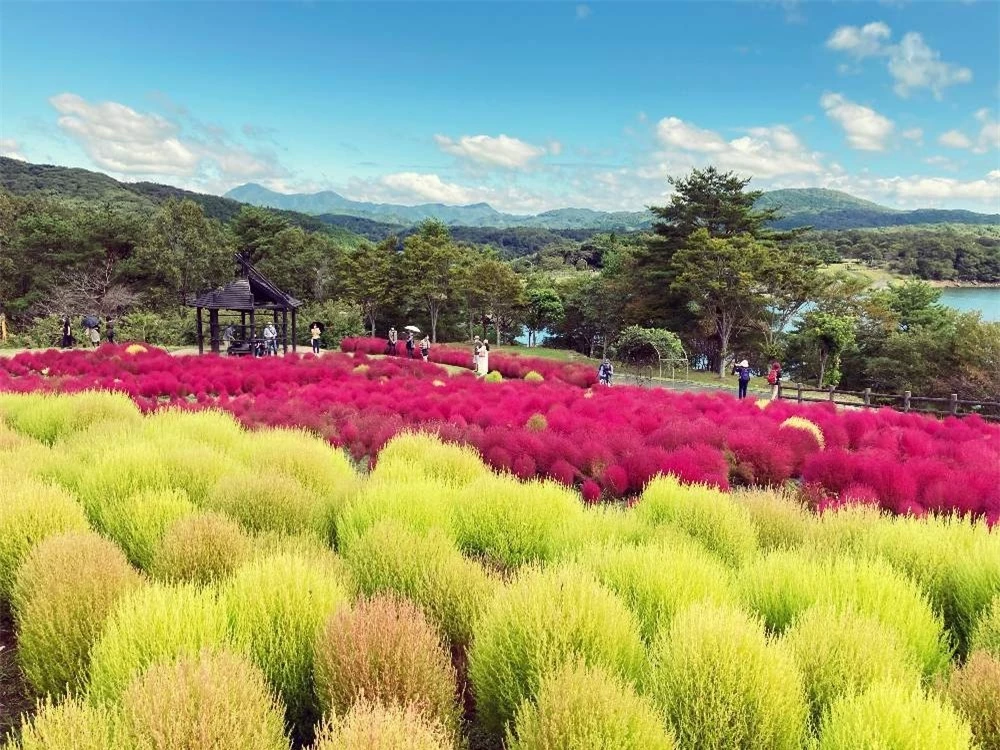 Mướt mắt những đồi cỏ Kochia rực rỡ ở Nhật Bản