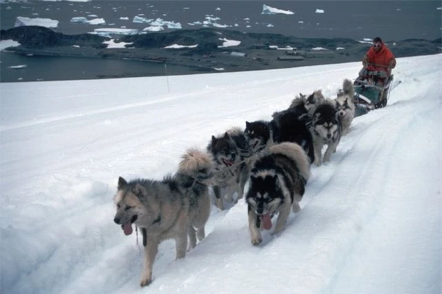 Nam Cực lục địa chứa đựng đầy đau đớn và hi sinh của loài chó - Ảnh 11.