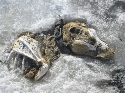 Nam Cực lục địa chứa đựng đầy đau đớn và hi sinh của loài chó - Ảnh 13.