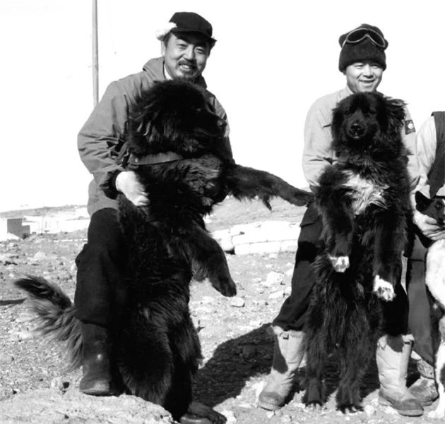 Nam Cực lục địa chứa đựng đầy đau đớn và hi sinh của loài chó - Ảnh 8.