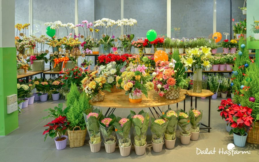 cửa hàng hoa tươi của Dalat Hasfarm đã đồng loạt mở cửa trở lại, để đáp ứng nhu cầu hoa tươi cho những sự kiện đặc biệt cuối năm.