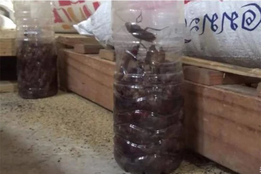 Học người Thái Lan diệt cả trăm con gián chỉ bằng 1 chiếc chai nhựa-1