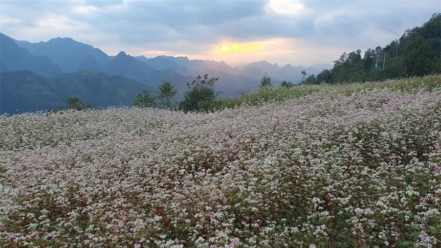 Ngỡ ngàng vẻ đẹp của hoa tam giác mạch trên cao nguyên đá