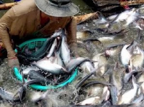 Giá cá tra nguyên liệu tại cán tỉnh miền Tây  tăng trở lại.
