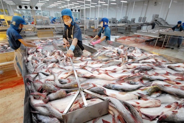 Xuất khẩu tăng, người nuôi cá tra vẫn thua lỗ - Ảnh 2.