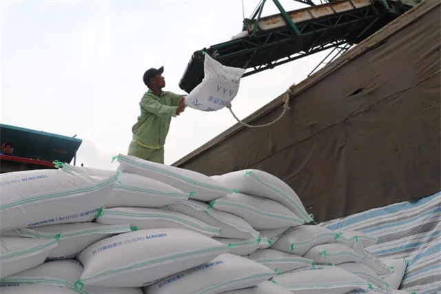Doanh nghiệp có thể bị thu hồi giấy phép nếu không xuất khẩu gạo - Ảnh 1.