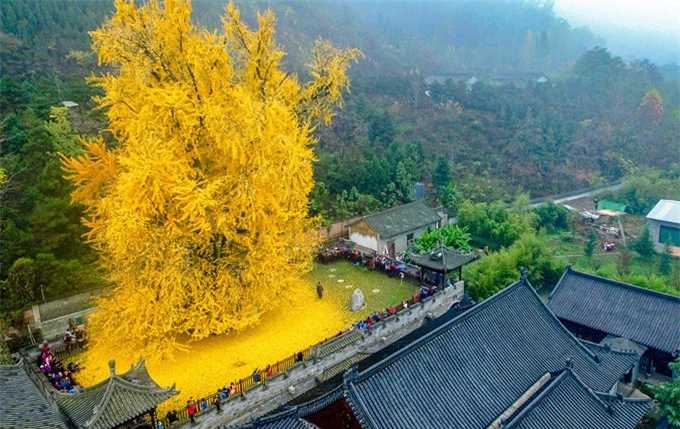 Bí ẩn cây ngân hạnh hơn 1.400 tuổi ở Trung Quốc - Ảnh 1.