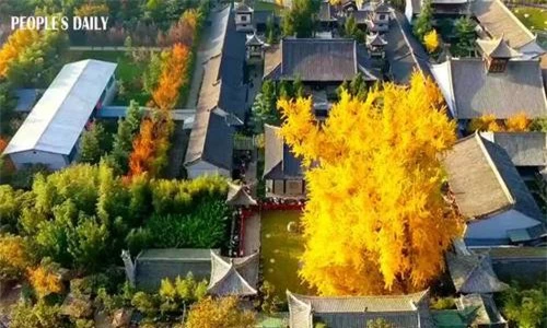 Bí ẩn cây ngân hạnh hơn 1.400 tuổi ở Trung Quốc - Ảnh 3.