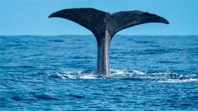 Hy hữu phát hiện cá voi sát thủ ngoài khơi bờ biển Jamaica ảnh 1