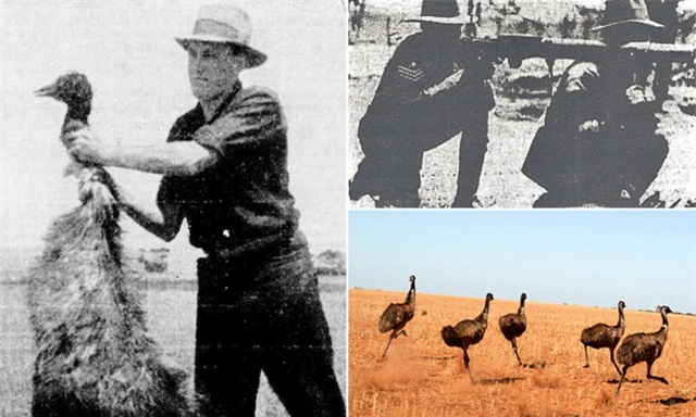 Đại chiến Emu năm 1932, sự kiện hy hữu chỉ có thể xảy ta tại Úc - Ảnh 7.