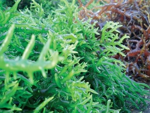 Hải tảo giúp tiêu u, giảm bướu tuyến giáp.