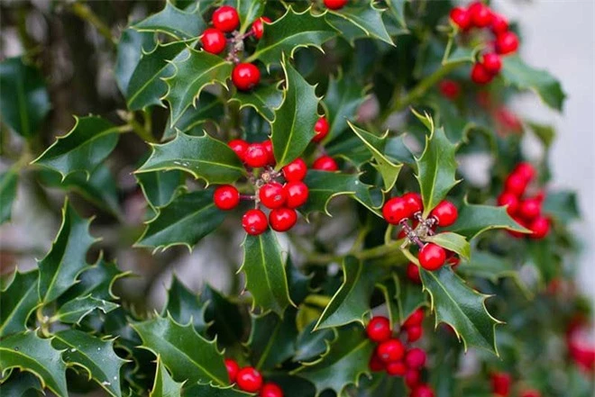 6 loại cây có vẻ ngoài rực rỡ nhưng chứa độc tố chết người, cả những cây quen mặt trong Giáng sinh cũng là sát thủ ngầm ít ai biết - Ảnh 1.