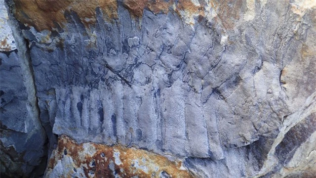 Phát hiện hóa thạch của loài cuốn chiếu kích thước “khủng” bằng chiếc ô tô - Ảnh 1.