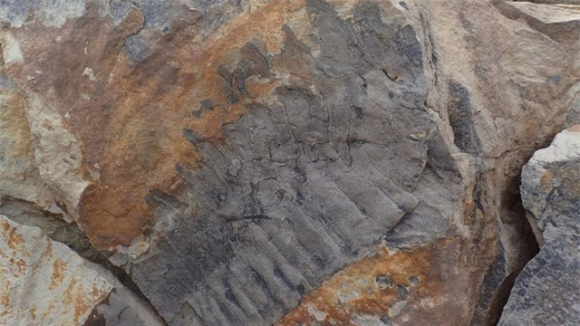 Phát hiện hóa thạch của loài cuốn chiếu kích thước “khủng” bằng chiếc ô tô - Ảnh 3.