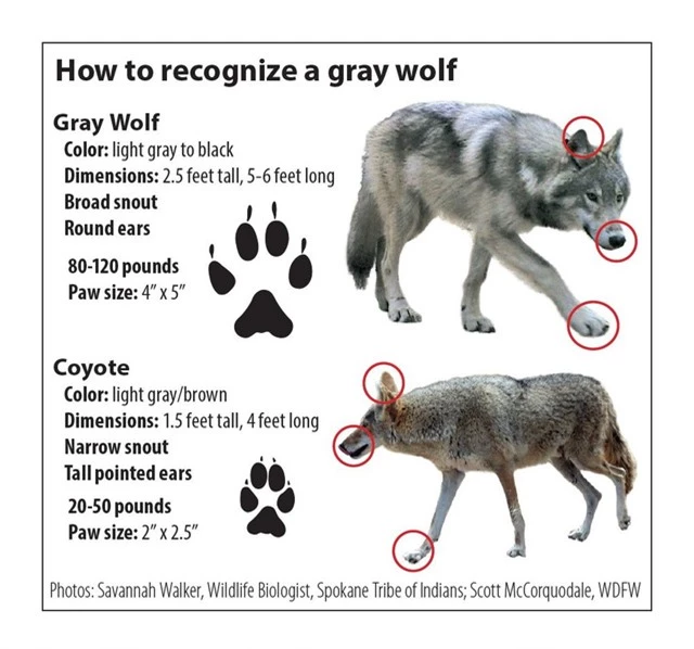 Loài sói này đang dần tiến hóa để thành chó và xâm chiếm toàn bộ Bắc Mỹ - Ảnh 3.