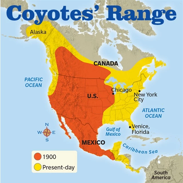 Loài sói này đang dần tiến hóa để thành chó và xâm chiếm toàn bộ Bắc Mỹ - Ảnh 6.