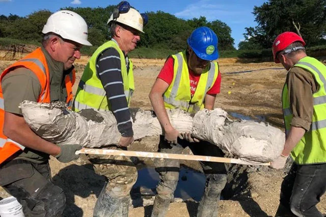 Các nhà khai quật khệ nệ khiêng hài cốt voi ma mút vừa được tìm thấy.