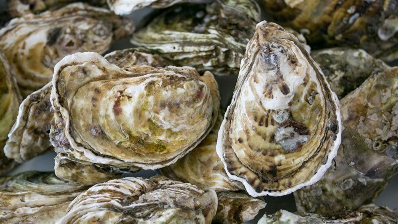 Chọn hàu cứ nhắm vào điểm trên vỏ, đảm bảo con nào con nấy đều tươi ngon, nhiều thịt