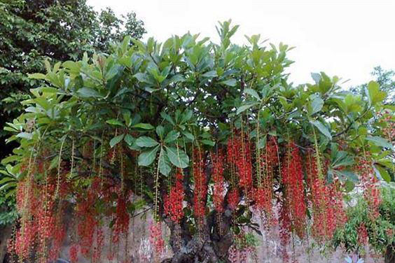 Ng&#x1B0;&#x1EDD;i gi&#xE0;u ch&#x1EB3;ng bao gi&#x1EDD; ti&#x1EBF;t l&#x1ED9;: 6 lo&#x1EA1;i c&#xE2;y tr&#x1ED3;ng tr&#x1B0;&#x1EDB;c c&#x1EED;a nh&#xE0; t&#x103;ng l&#x1ED9;c kh&#xED; gi&#xE0;u c&#xF3;, con c&#xE1;i hi&#x1EBF;u thu&#x1EAD;n