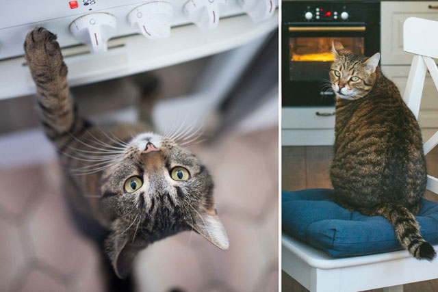 Mèo gây ra hơn 100 vụ cháy nhà ở Hàn Quốc trong 3 năm qua