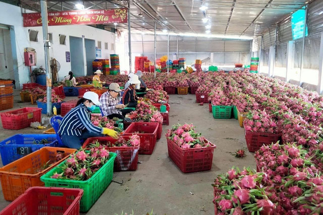 Trung Quốc dừng nhập khẩu thanh long, doanh nghiệp khó trăm bề