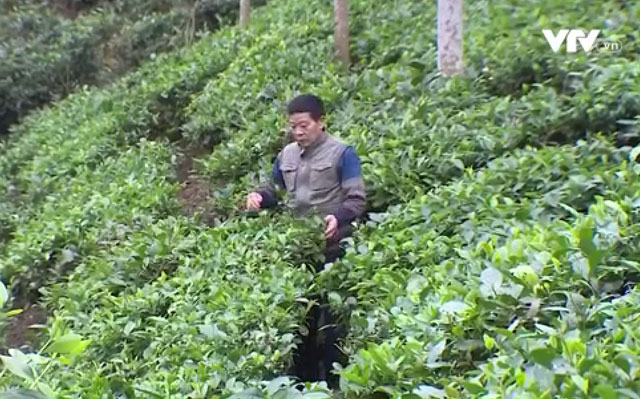 Nông sản Tết: Để không tồn kho, lo nhiều