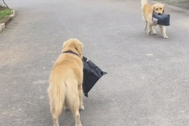 Sai chó Golden đi lấy đồ mà mãi không thấy về, chủ đi tìm thấy cảnh tượng dở khóc dở cười