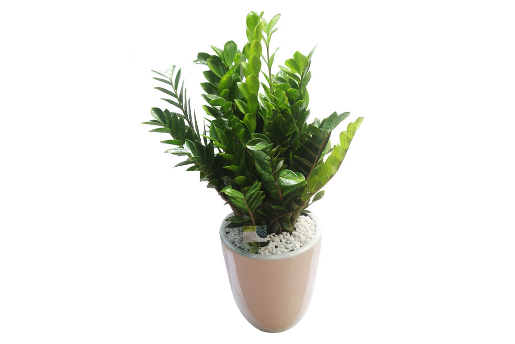 Phòng khách trang trí 7 loại cây phong thủy hút tài này, cả năm may mắn vào nhà