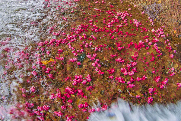 Chiêm ngưỡng san hô hồi sinh trong lòng di sản Vịnh Hạ Long