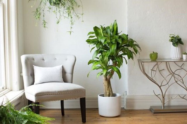 Nh&#xE0; nh&#x1ECF; &#x111;&#x1EBF;n m&#x1EA5;y c&#x169;ng n&#xEA;n &#x111;&#x1EB7;t c&#xE2;y phong th&#x1EE7;y &#x1EDF; 5 v&#x1ECB; tr&#xED; n&#xE0;y, c&#xE2;y c&#xE0;ng xanh t&#x1ED1;t t&#xE0;i l&#x1ED9;c c&#xE0;ng nhi&#x1EC1;u