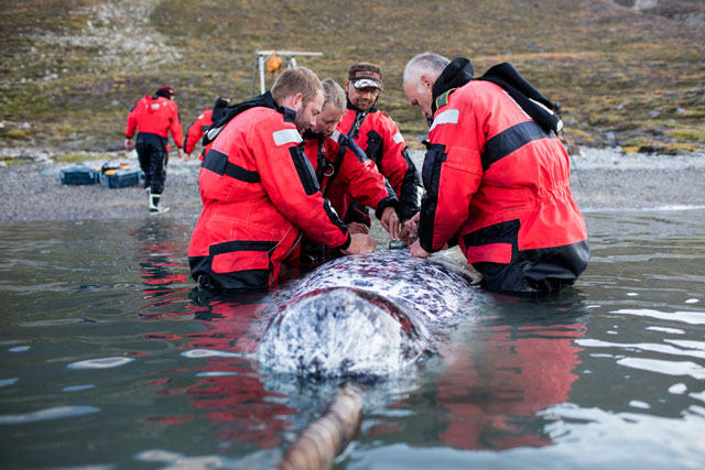 Kỳ lân biển đặc biệt nhạy cảm với tiếng ồn từ tàu thuyền