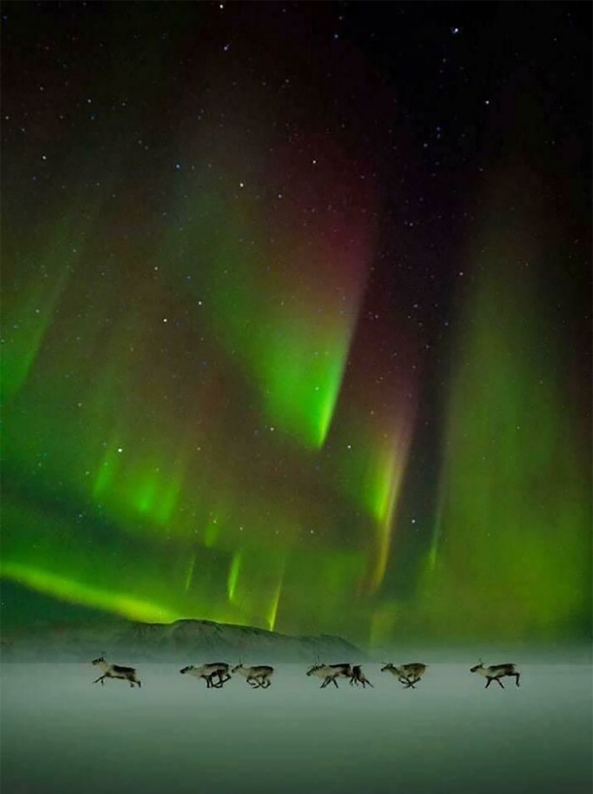 Những chú tuần lộc dưới bầu trời Bắc cực quang.