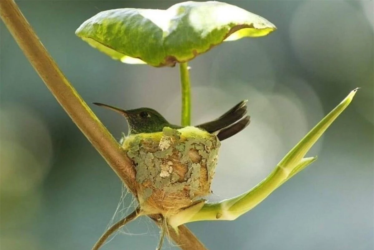 Chiếc tổ độc đáo và xinh xắn của một chú chim ruồi.
