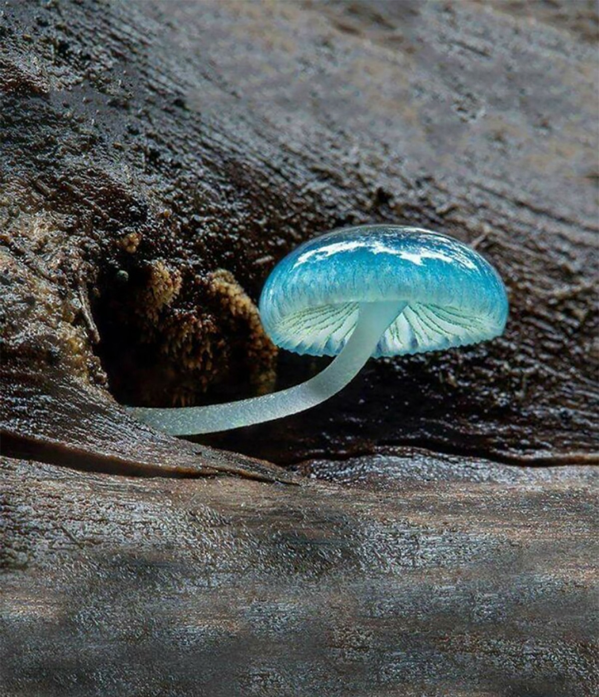 Một cây nấm Mycean xanh da trời tuyệt đẹp.