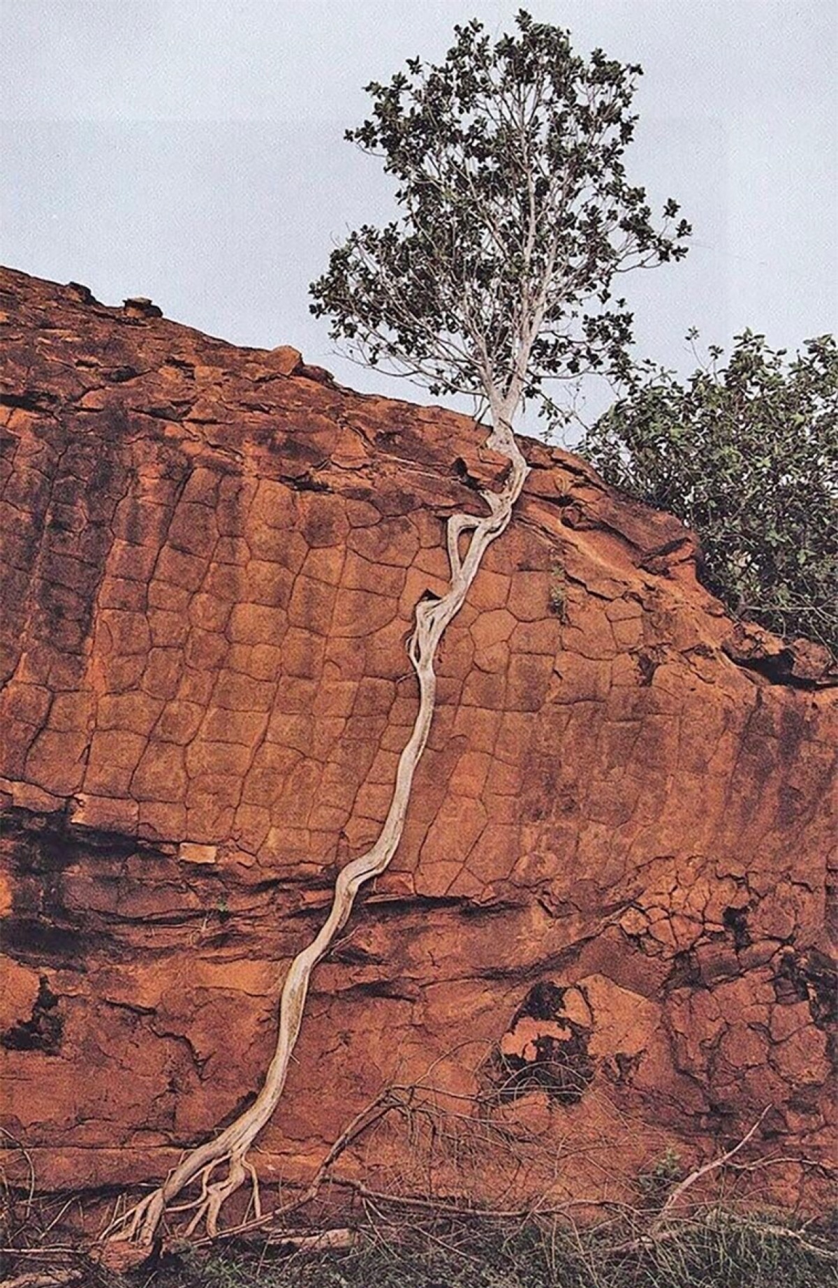 Một cái cây với ý chí sinh tồn mãnh liệt.