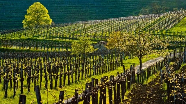 Vườn nho ở l&agrave;ng Slap, thung lũng Vipava, Slovenia. Ảnh: Vipavska.