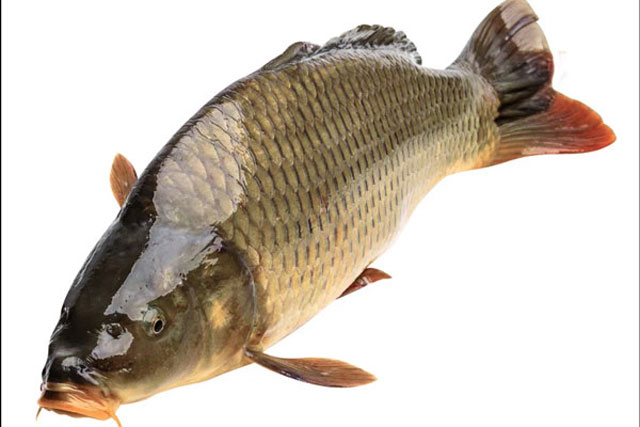 Đi chợ mua cá nhớ nhìn kĩ điểm này để chọn đúng con cá tươi ngon, nhiều dinh dưỡng nhất