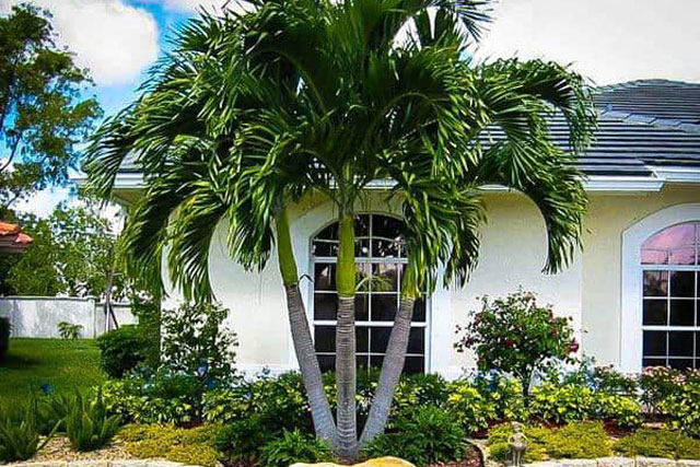 4 loại cây trồng trước cửa tăng lộc khí, nhà giàu nào cũng có, 1 loại nên tránh xa kẻo tai ương xui xẻo