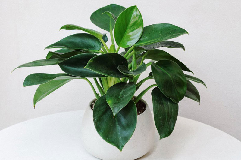 Th&#xE1;ng cu&#x1ED1;i n&#x103;m l&#x1ED9;c d&#x1ED3;n v&#x1EC1; nh&#xE0; nh&#x1EDD; 6 lo&#x1EA1;i c&#xE2;y n&#xE0;y, &#x111;&#x1EB7;t l&#xEA;n b&#xE0;n th&#x1EDD; l&#xE0; c&#x1EF1;c k&#x1EF3; m&#x103;n m&#x1EAF;n