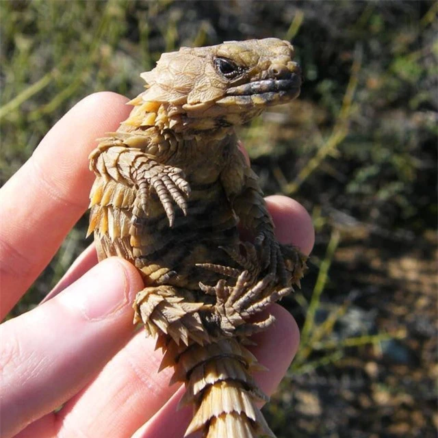 Thằn lằn Armadillo, loài rồng bên ngoài đời thực - Ảnh 7.
