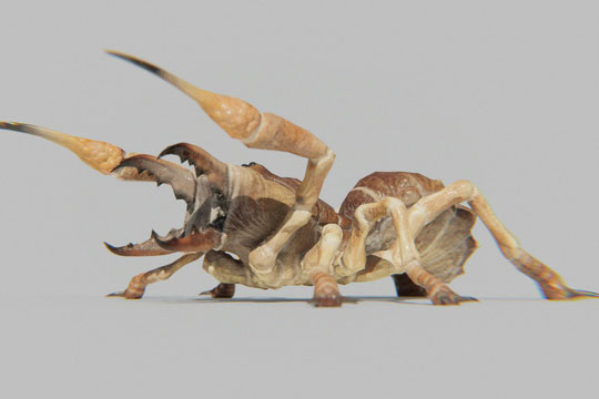 Nhện lạc đà, kẻ săn mồi đáng sợ của sa mạc