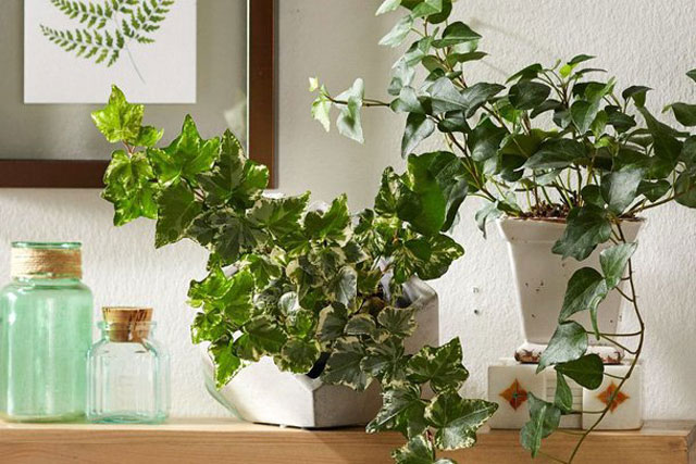 7 loại cây 'thần kỳ' nghèo mấy cũng phải trồng 1 chậu: Vừa tốt phong thủy lại ngừa bệnh tật