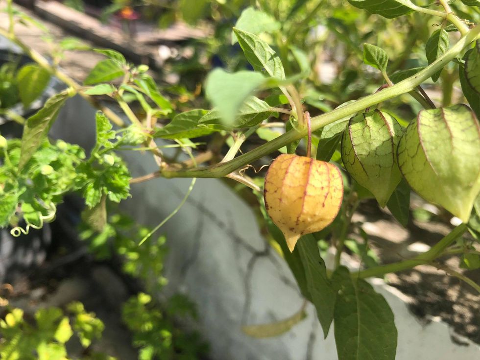 Những loại cây dại bỗng thành đặc sản, dân phố đua nhau săn lùng