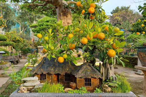 Lạc vào vườn quất tiền tỷ, độc nhất Hà thành